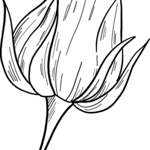 Roses coloring pages printable for free download