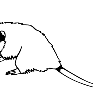 Opossum coloring pages printable for free download