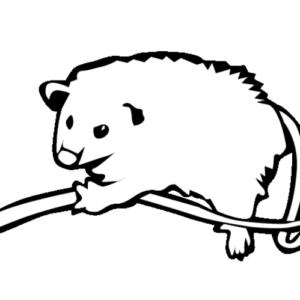 Possum coloring pages printable for free download