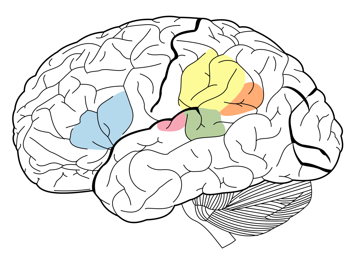 Angular gyrus