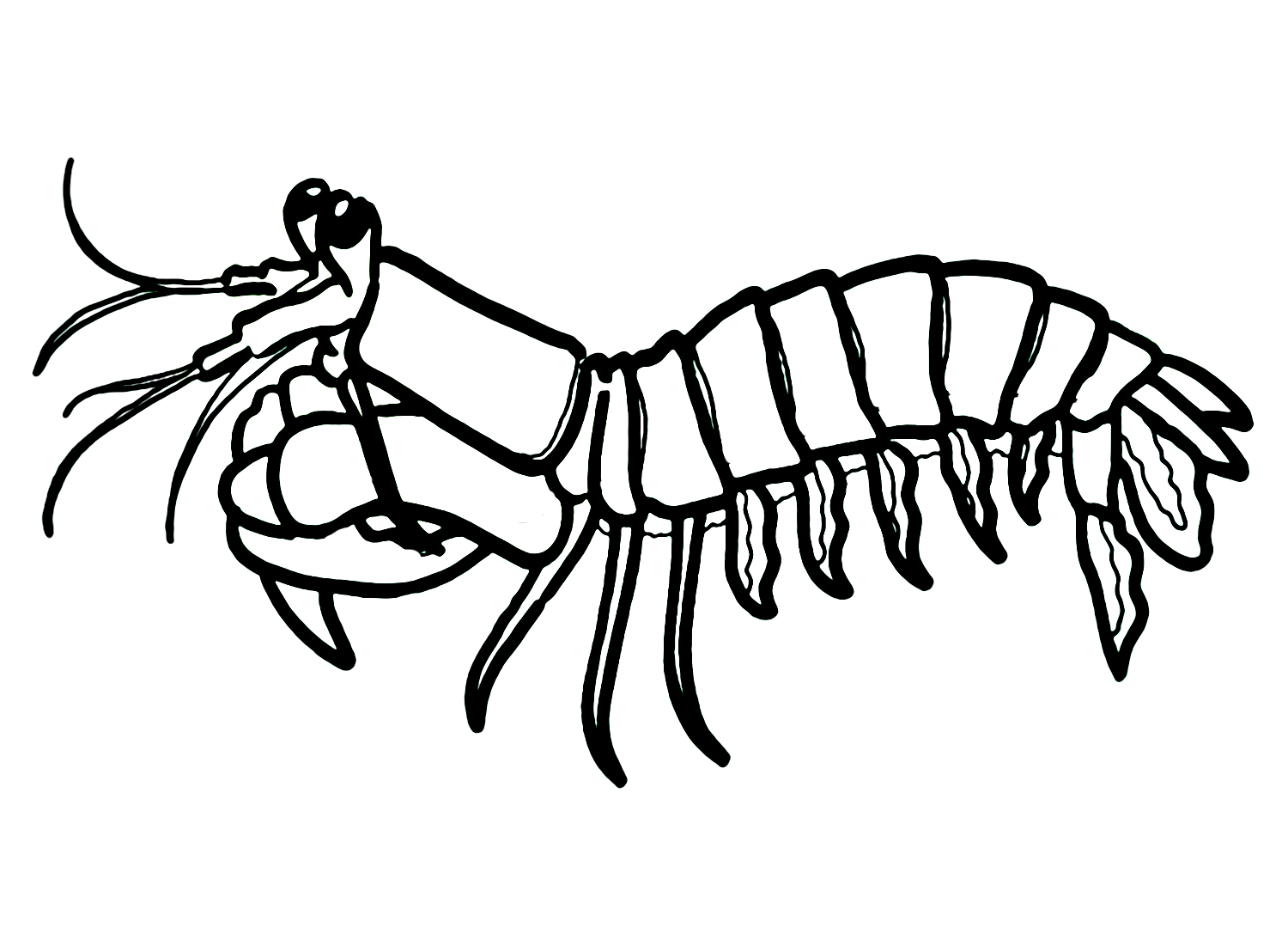 Mantis shrimp coloring pages printable for free download