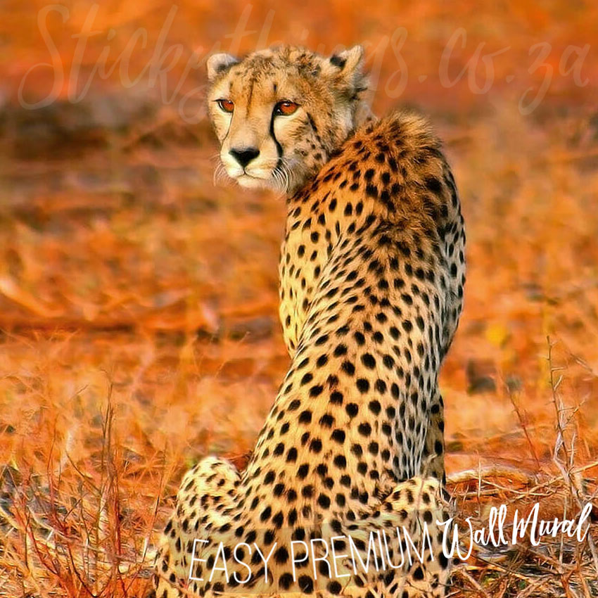 Cheetah wall mural