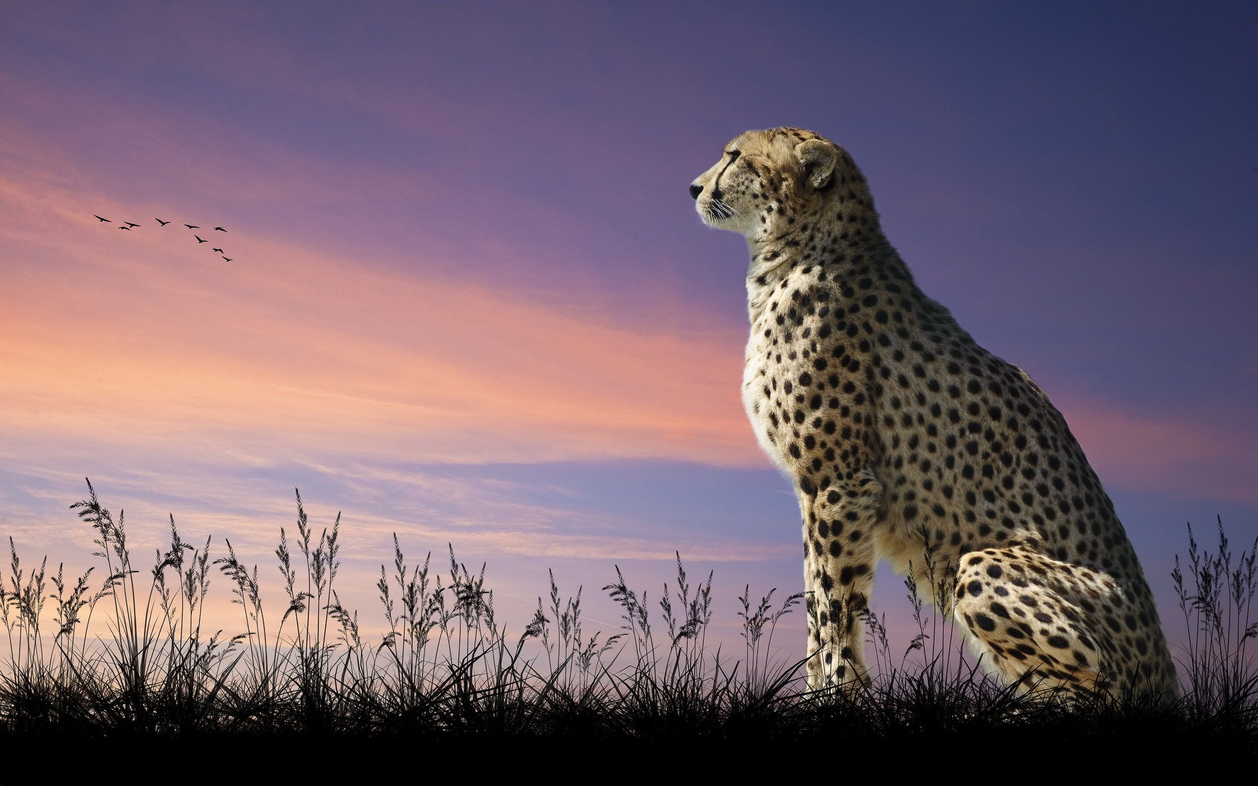 Cheetah desktop wallpapers