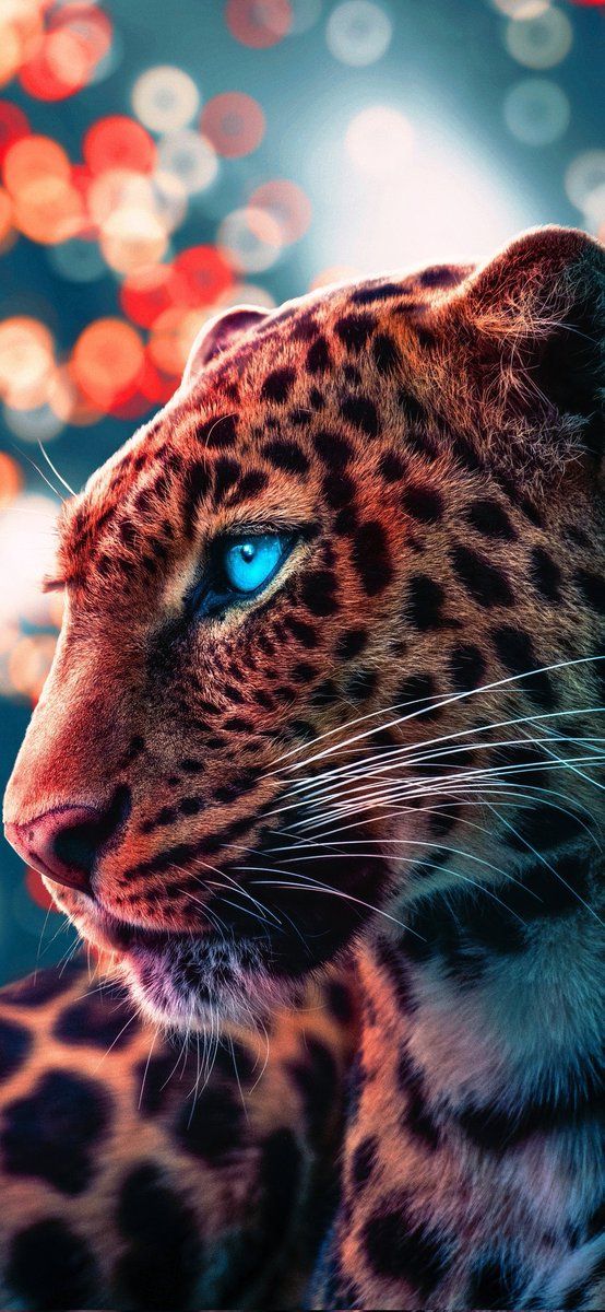 Wallpaper dawg on twitter in wild animal wallpaper cheetah wallpaper jaguar animal