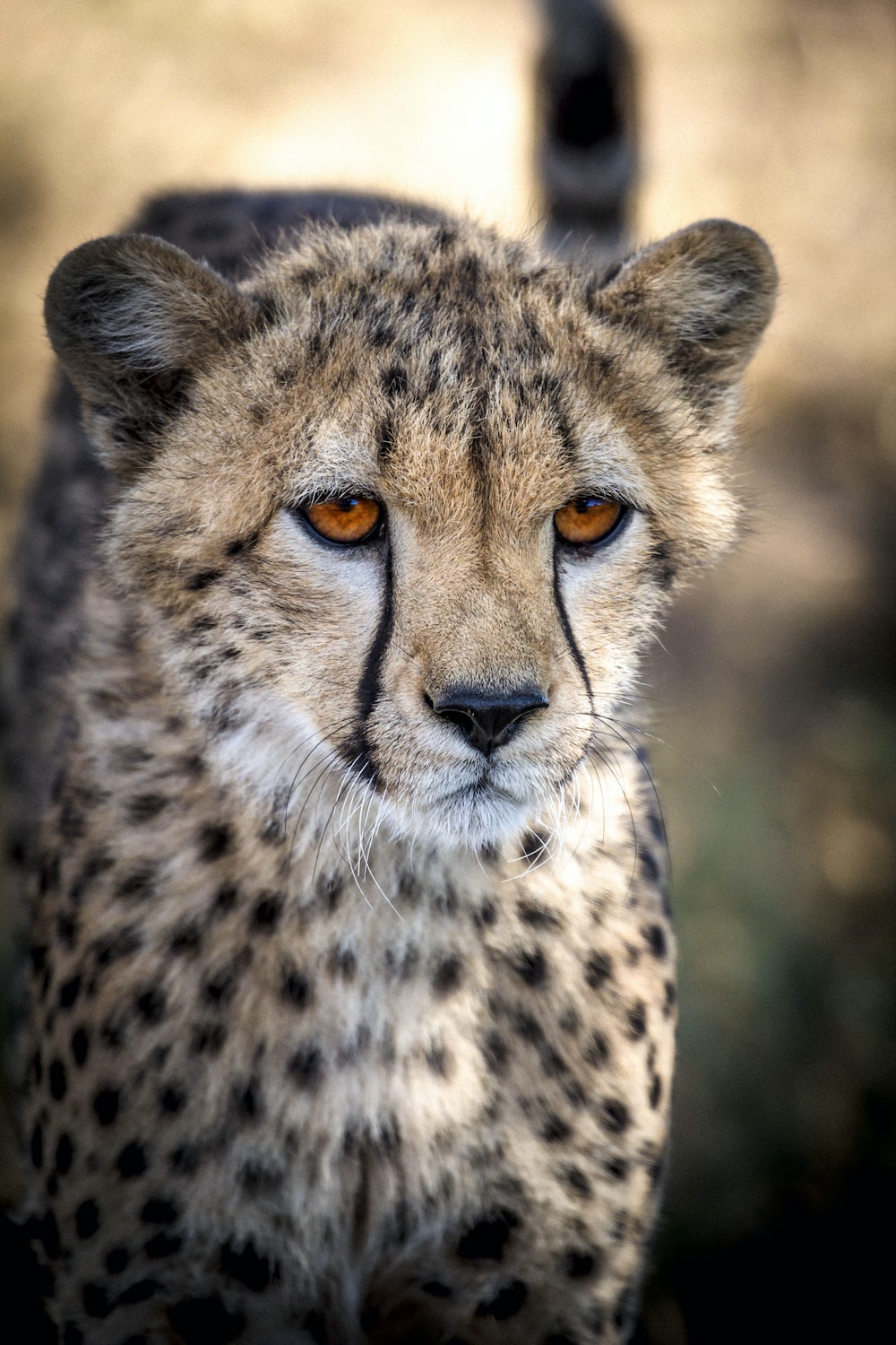 Cheetah pictures hd download free images on