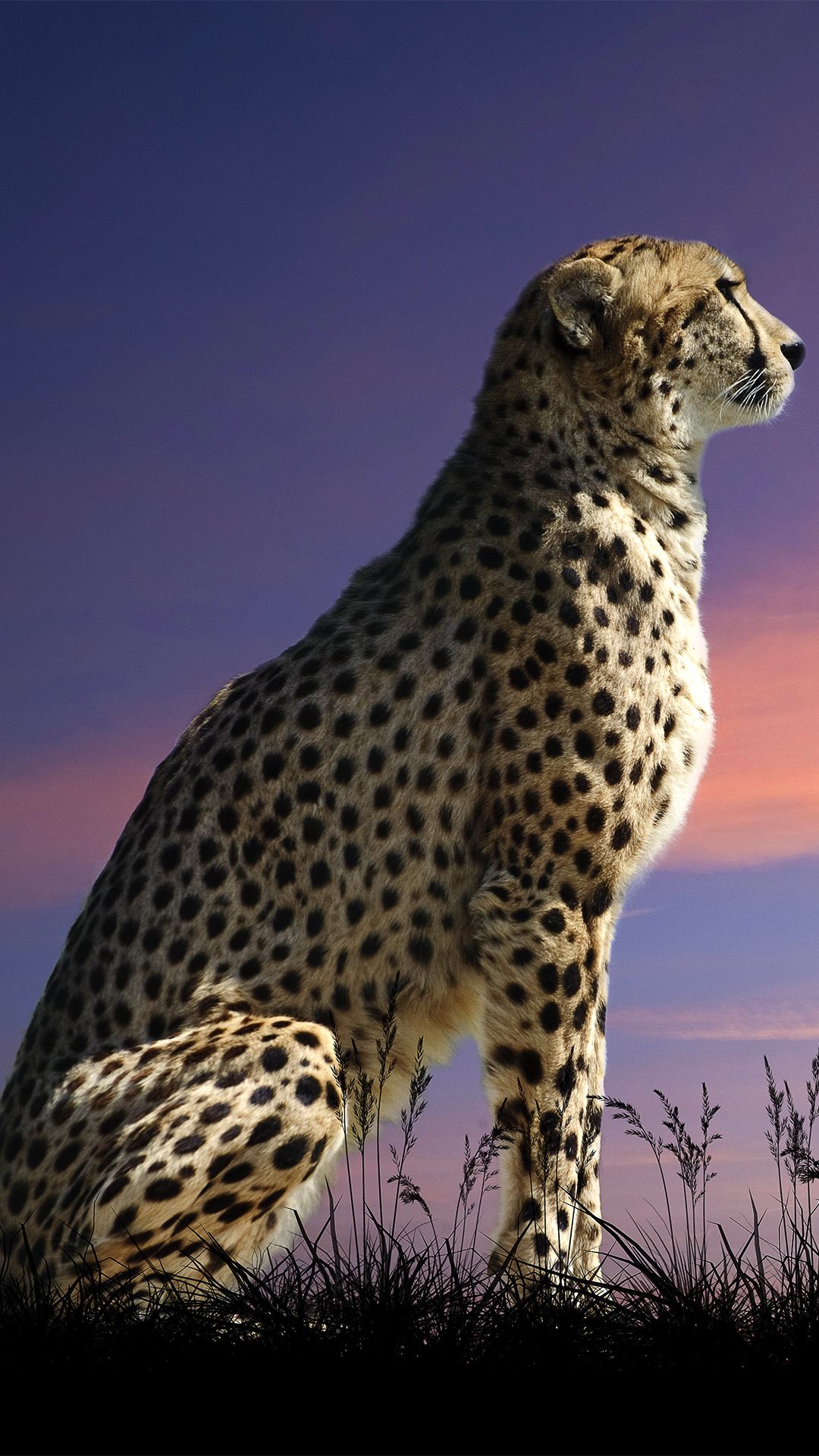 Cheetah iphone wallpapers