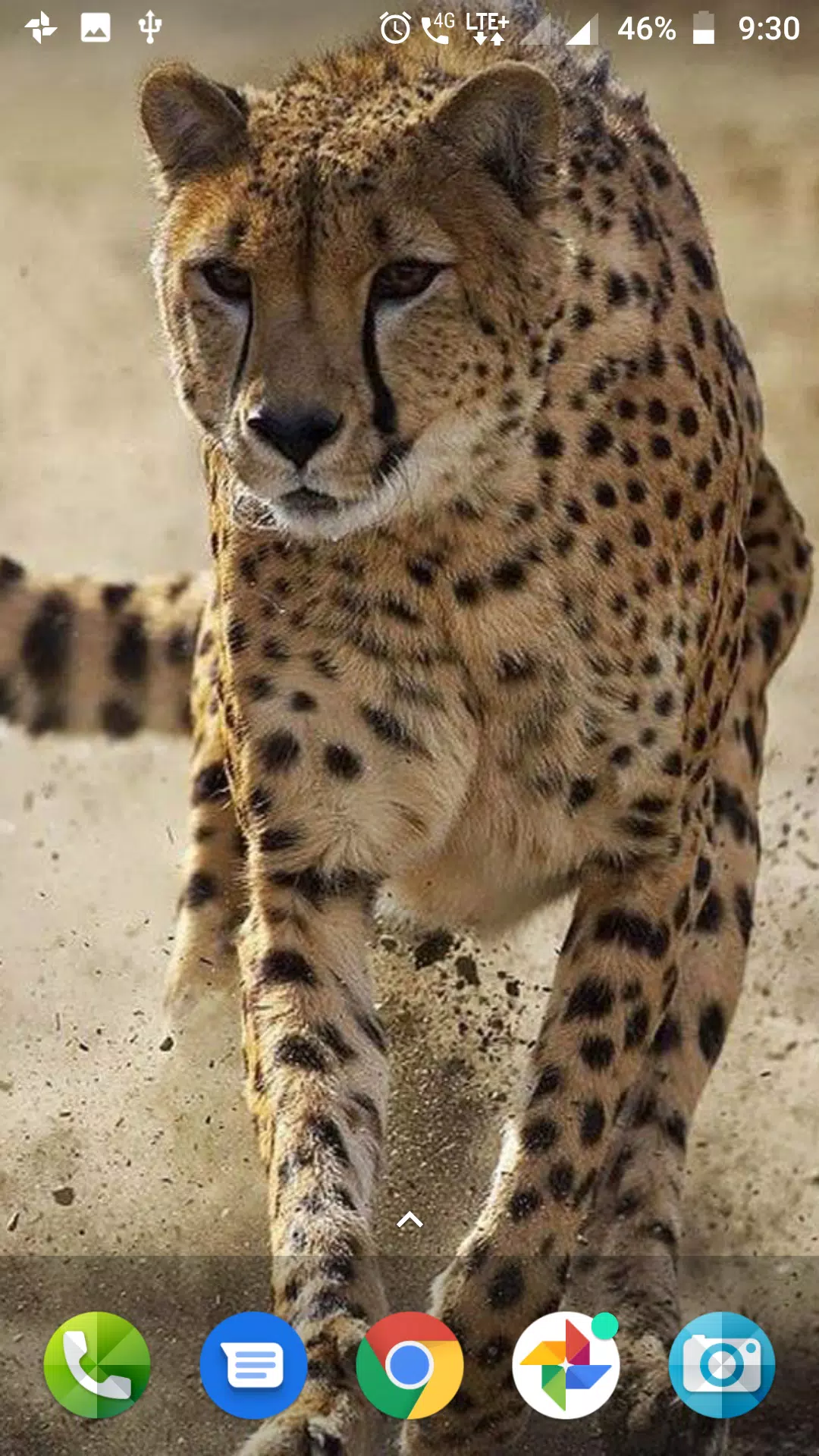 Cheetah wallpaper hd apk fãr android herunterladen