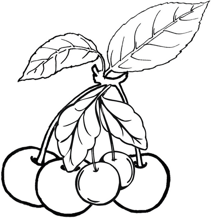 Cherries fruit coloring page