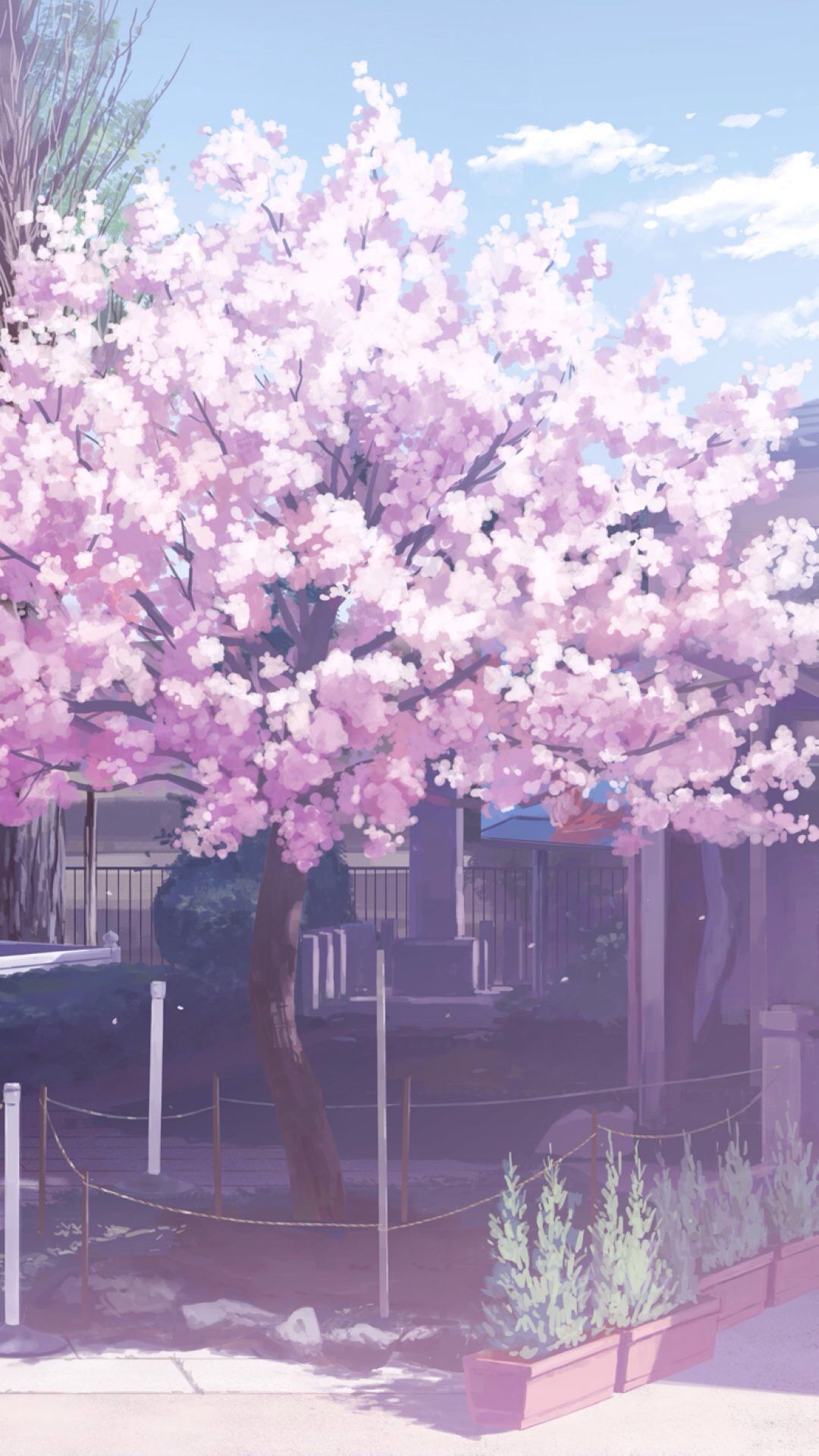 Pink sakura tree anime aesthetic wallpapers