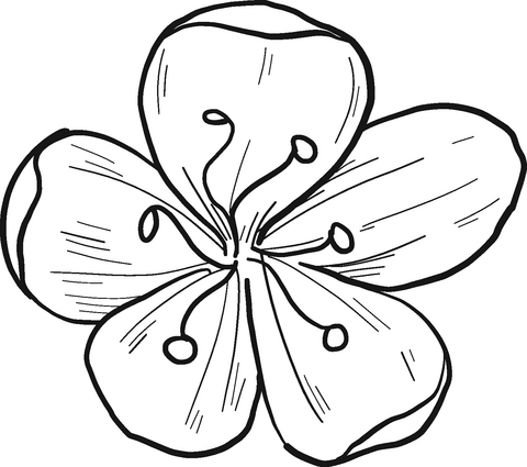 Cherry flower coloring page free printable coloring pages