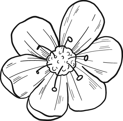 Cherry flower coloring page free printable coloring pages