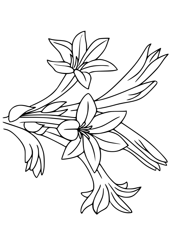 Tuberose drawing for coloring page free printable nurieworld