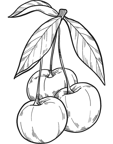 Cherries coloring page free printable coloring pages