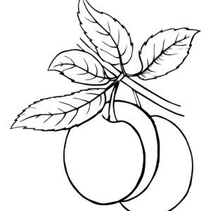 Plums coloring pages printable for free download