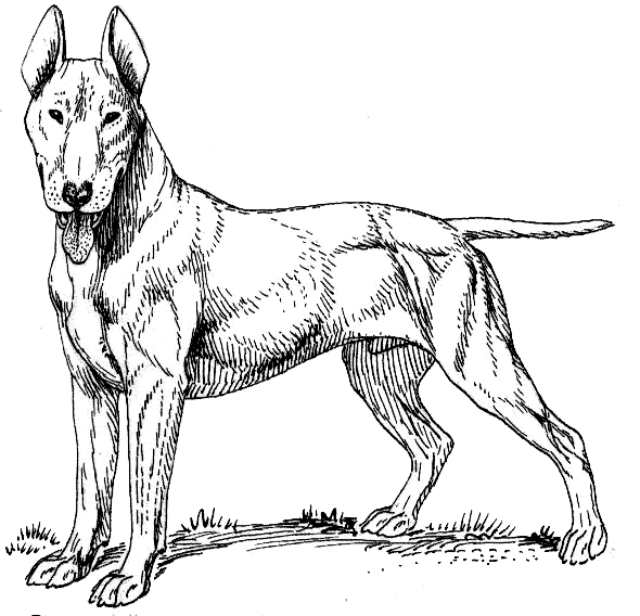 Line art of dogs drawings of dogs images picryl