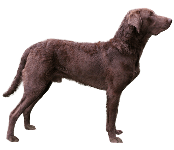 Chesapeake bay retriever dog breed facts and information