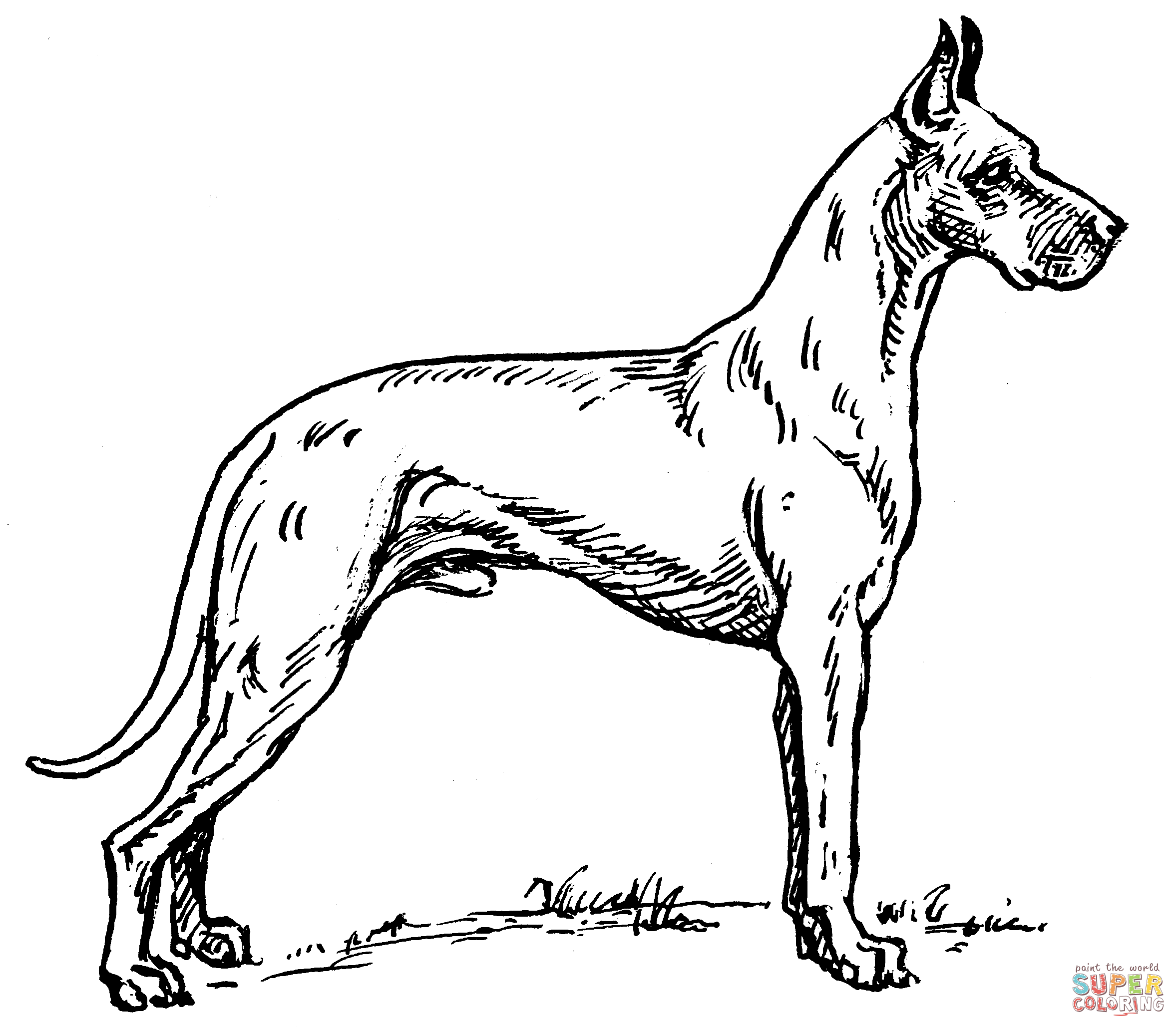 Great dane coloring page free printable coloring pages