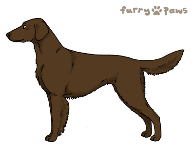 Flat coated retriever furry