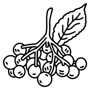 Elderberry coloring pages printable for free download