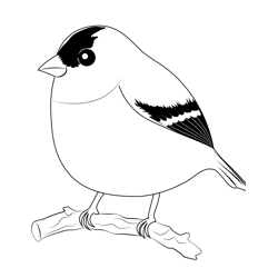 American goldfinch coloring pages for kids