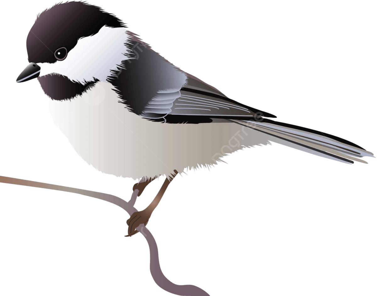 Chickadee png transparent images free download vector files