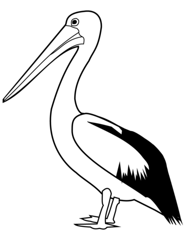 Pelican coloring page free printable coloring pages