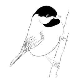 Chickadee coloring pages for kids