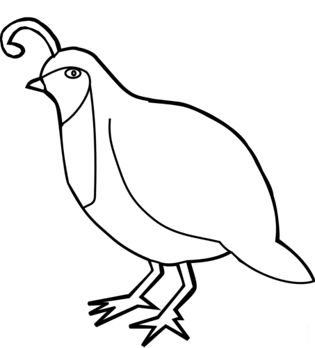 Birds coloring pages printable