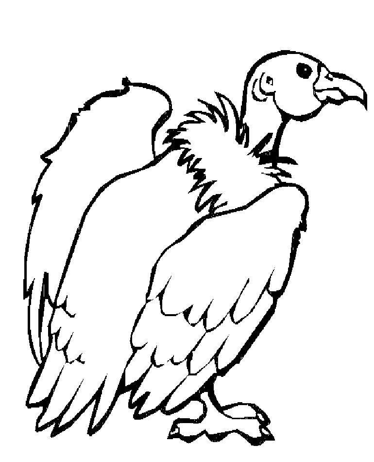 Vulture coloring pages zoo animal coloring pages bird coloring pages animal coloring pages