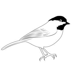 Bearded tits coloring pages for kids printable free download