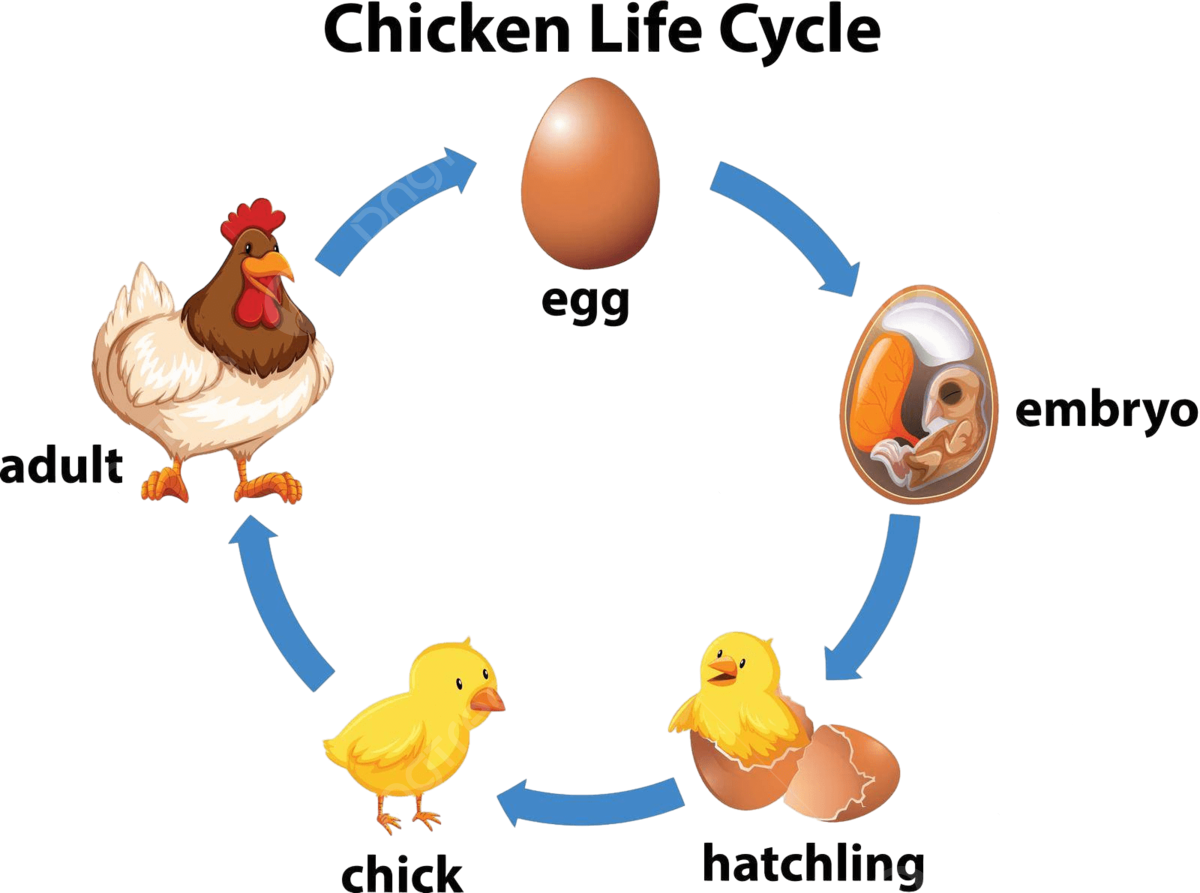 Hen hatching vector art png images free download on