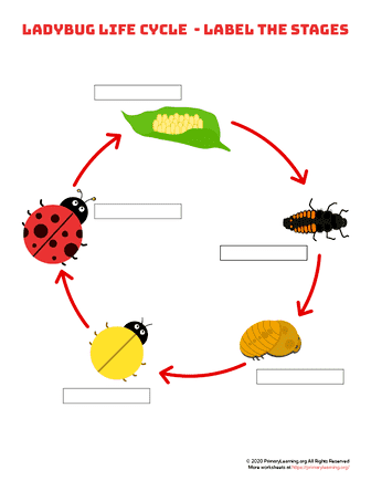 Ladybug life cycle