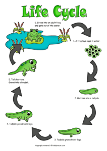 Life cycle of a frog color poster life cycles animal life cycles frogs preschool