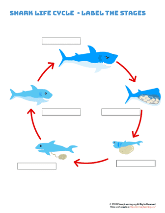 Shark life cycle