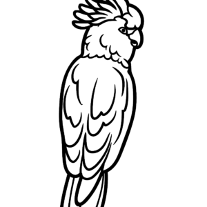 Cockatoo coloring pages printable for free download