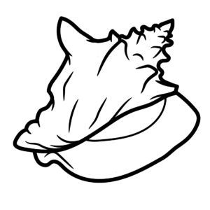 Conch coloring pages printable for free download