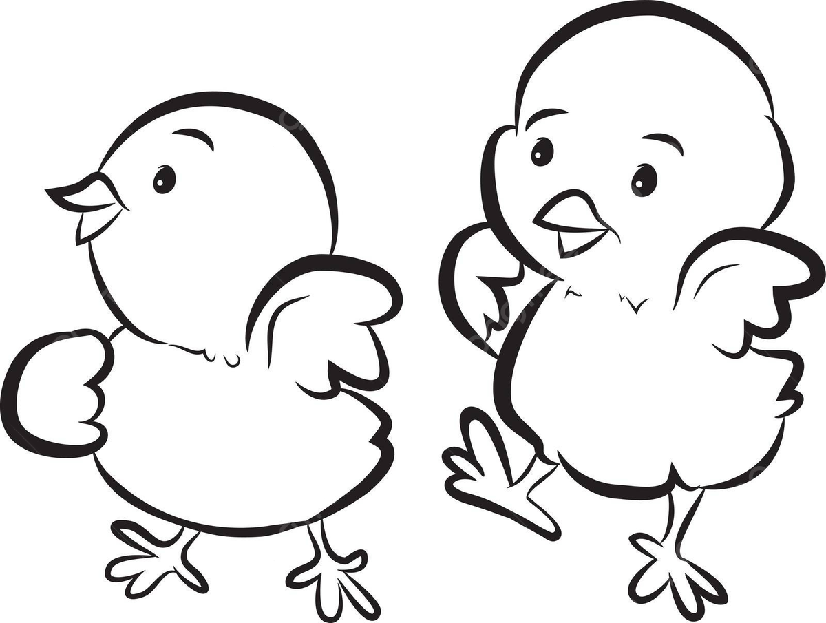 Cute chick coloring page png transparent images free download vector files