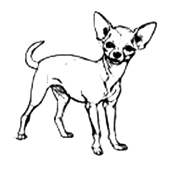 Chihuahua dog cute pet coloring pages