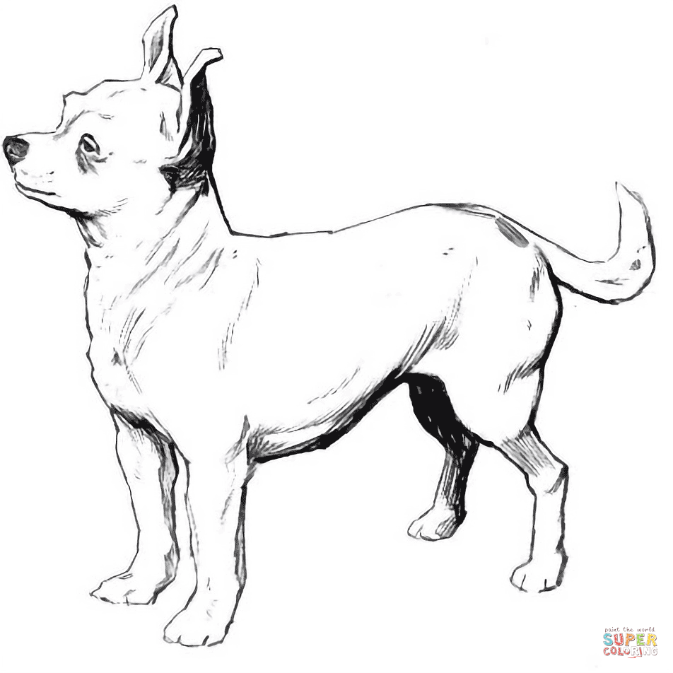 Chihuahua coloring page free printable coloring pages