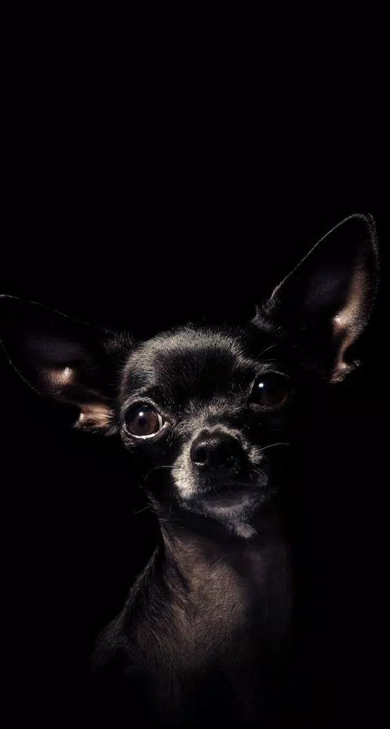 Chihuahua wallpapers apk fãr android herunterladen