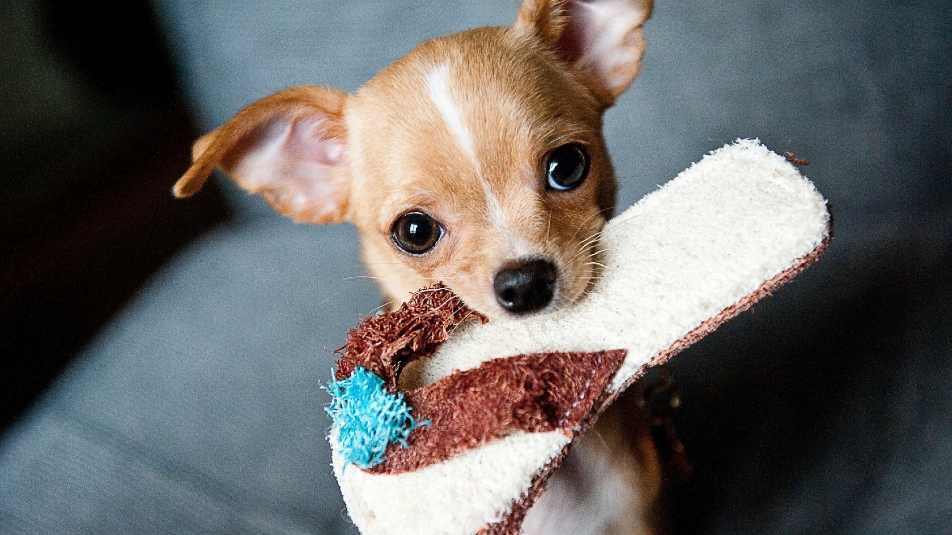 Chihuahua puppies hd animals k wallpapers images backgrounds photos and pictures