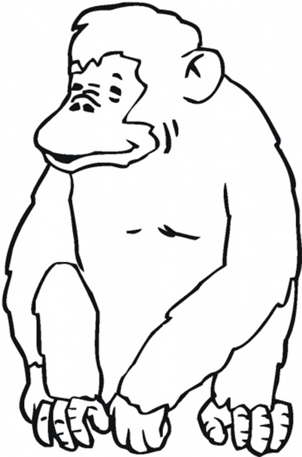 Chimpanzee coloring pages