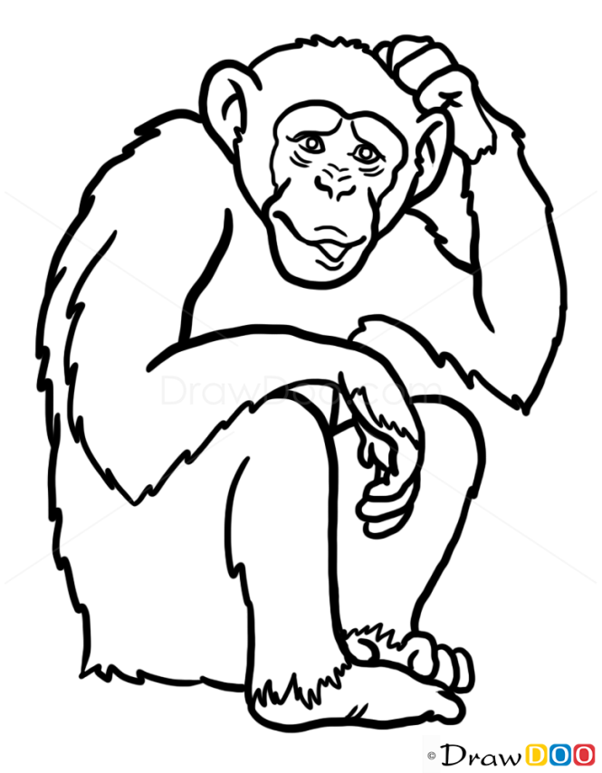 How to draw monkey wild animals outline drawings animals wild face outline