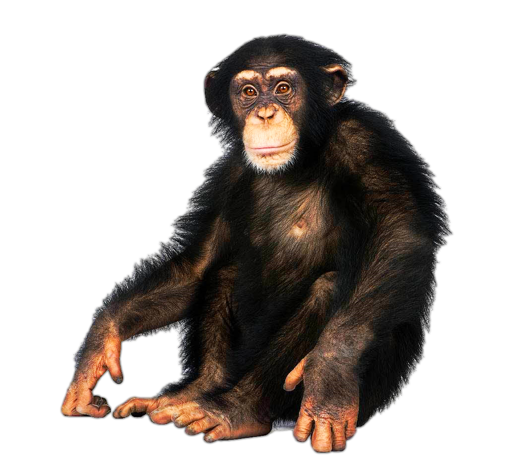 Chimpanzee nickelodeon movies wiki