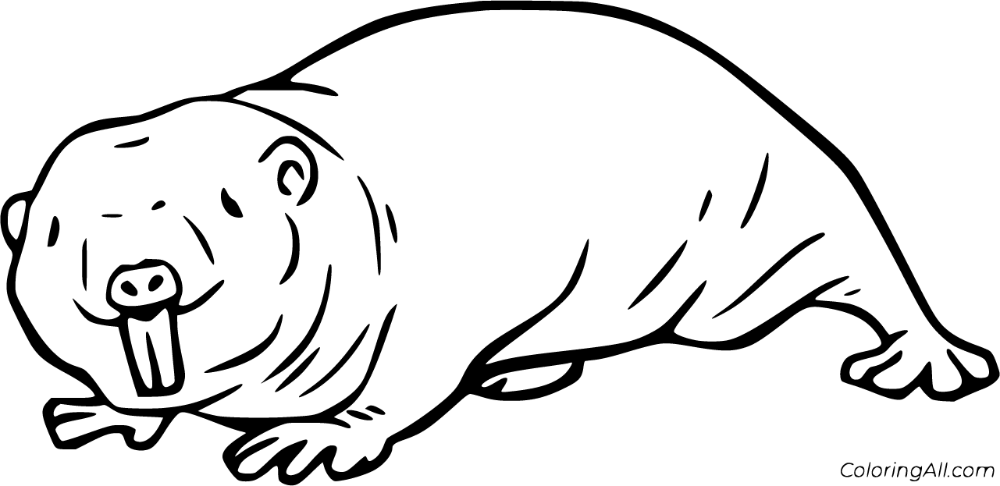 Naked mole rat coloring pages naked mole rat mole rat coloring pages