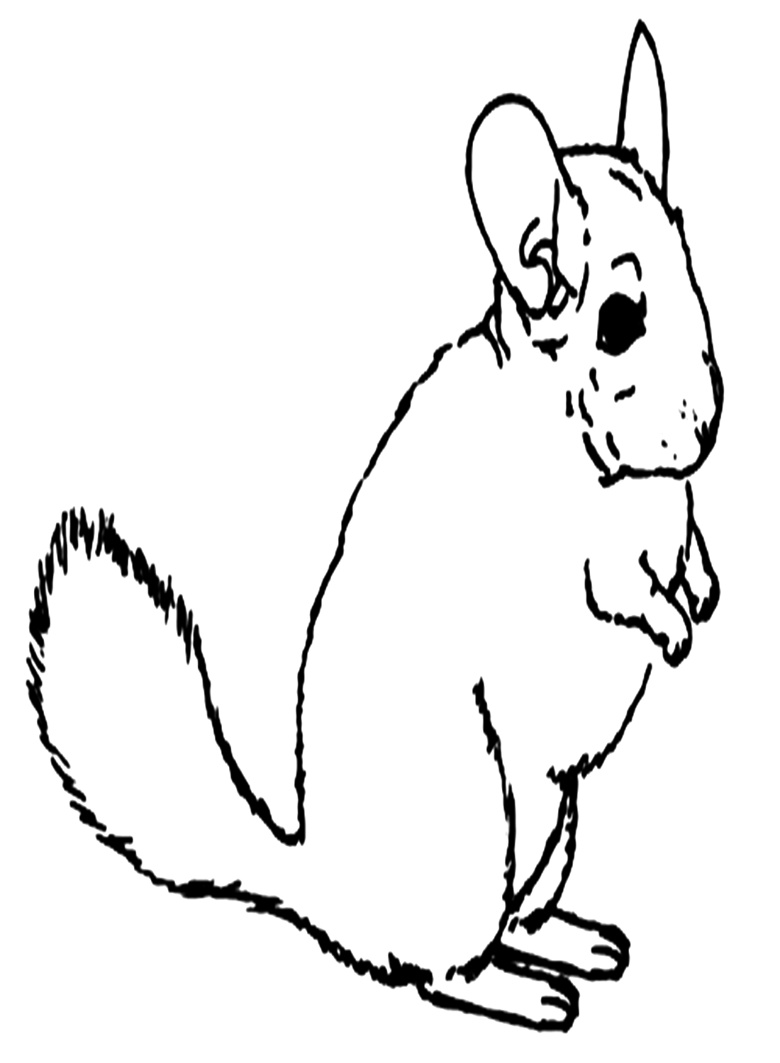 Realistic chinchilla coloring page