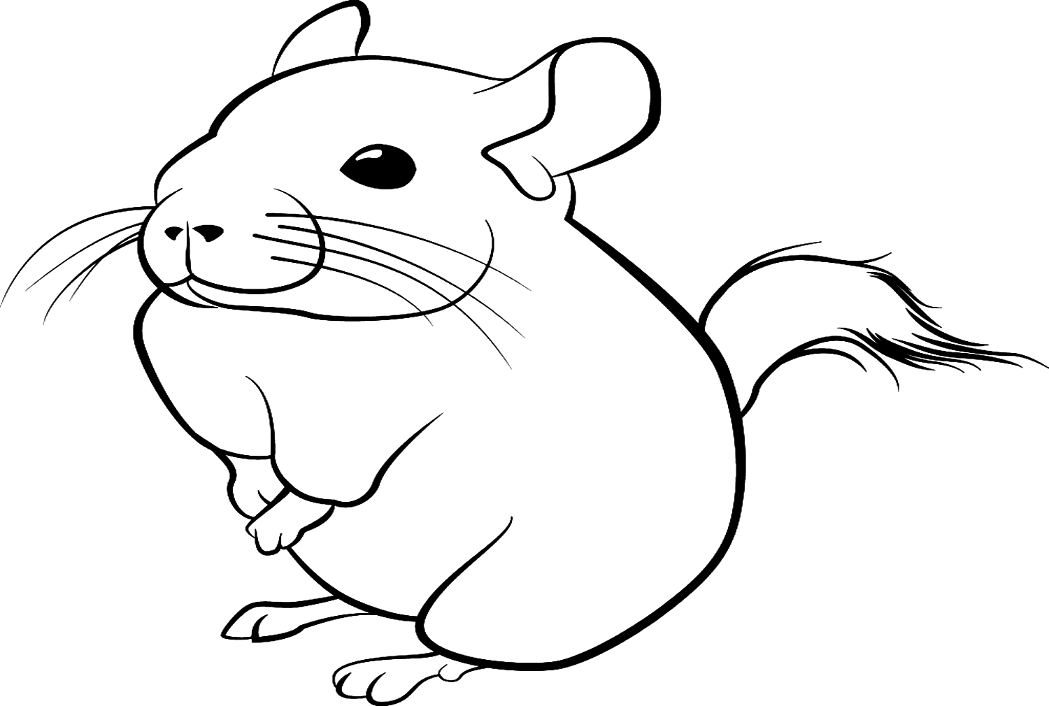 Chinchilla coloring pages