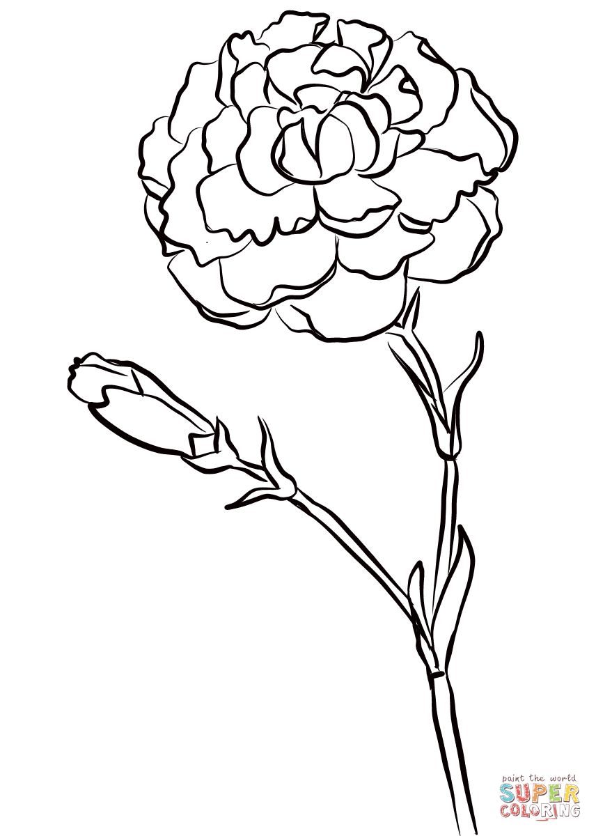 Carnation chomley farran coloring page free printable coloring pages carnation drawing flower coloring pages coloring pages