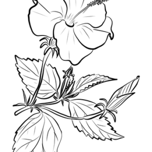 Hibiscus coloring pages printable for free download