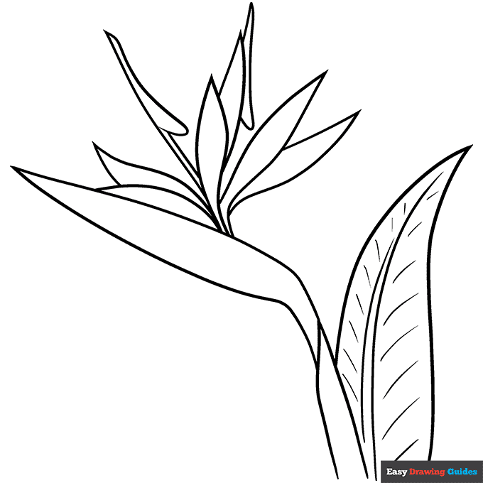 Free printable flower coloring pages for kids